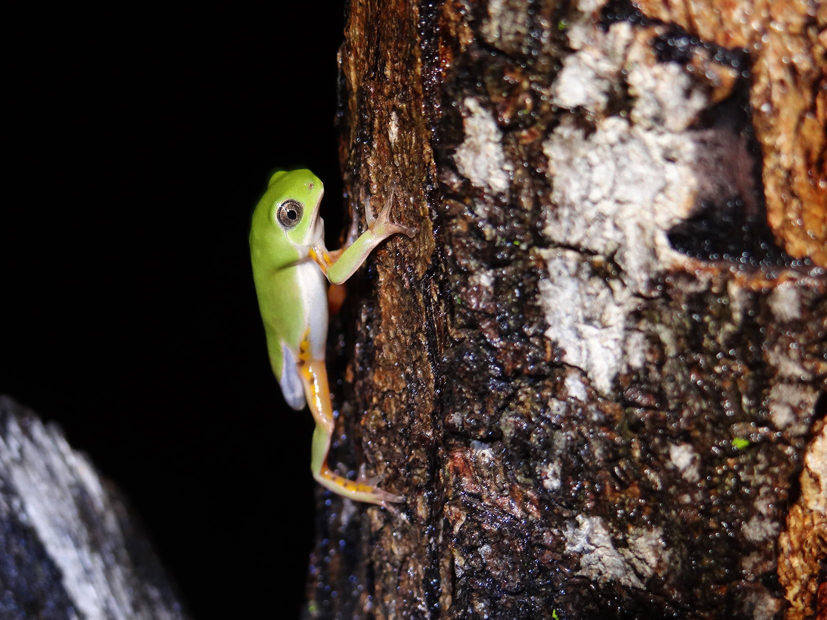 Pithecopus gonzagai 03